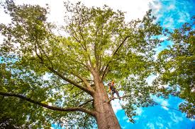 Tree and Shrub Care in Plainedge, NY