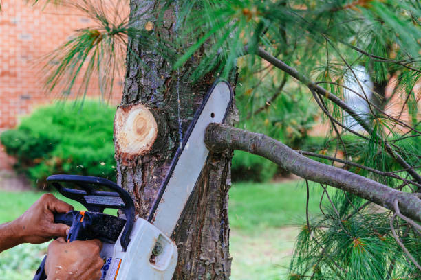 Best Storm Damage Tree Cleanup  in Plainedge, NY